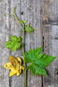 Wine shoots ener young wine shoots on wood background, still life Wine shoots ener young wine shoots on wood background, still life